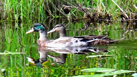 Mallard Ducks