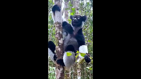 natural voice of animals