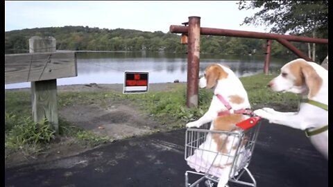 Dogs' Epic Shopping Cart Voyage: Funny Dogs Maymo & Penny