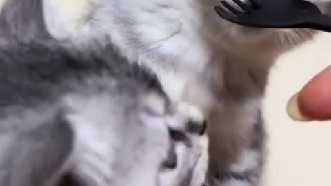 Funny Cat Video 😂🐱 | Viral AI Short