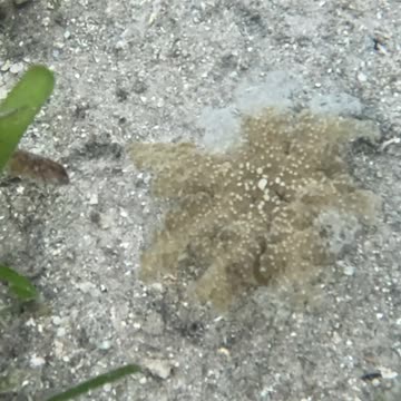 Snorkeling Day! #jellyfish