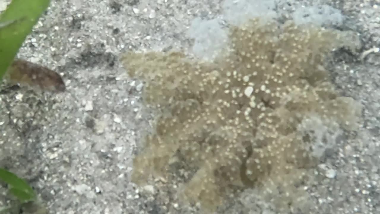Snorkeling Day! #jellyfish