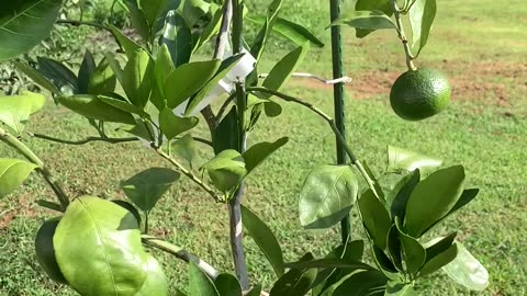 Satsuma Mandarins growing in pots North Carolina