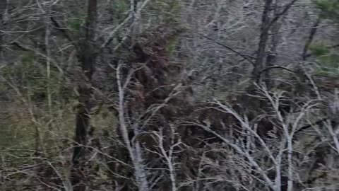 Ashe Juniper or Cedar in Texas