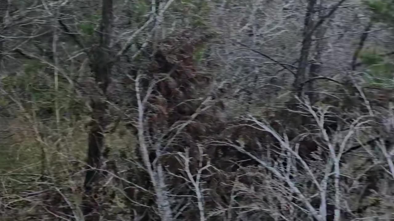 Ashe Juniper or Cedar in Texas