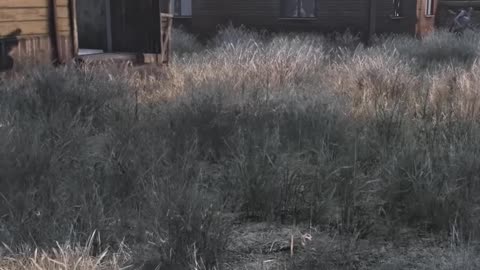 𝙉𝙀𝙈𝙎𝙆, 𝙉𝘼𝙈𝘼𝙇𝙎𝙆 - There’s never a peaceful day in Nemsk #dayz #gaming #namalsk