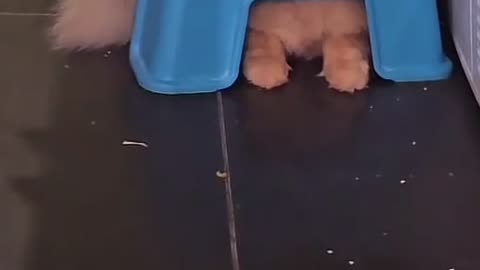 😂🙈 You Won't Believe This Epic Hide Fail! | FunFM
