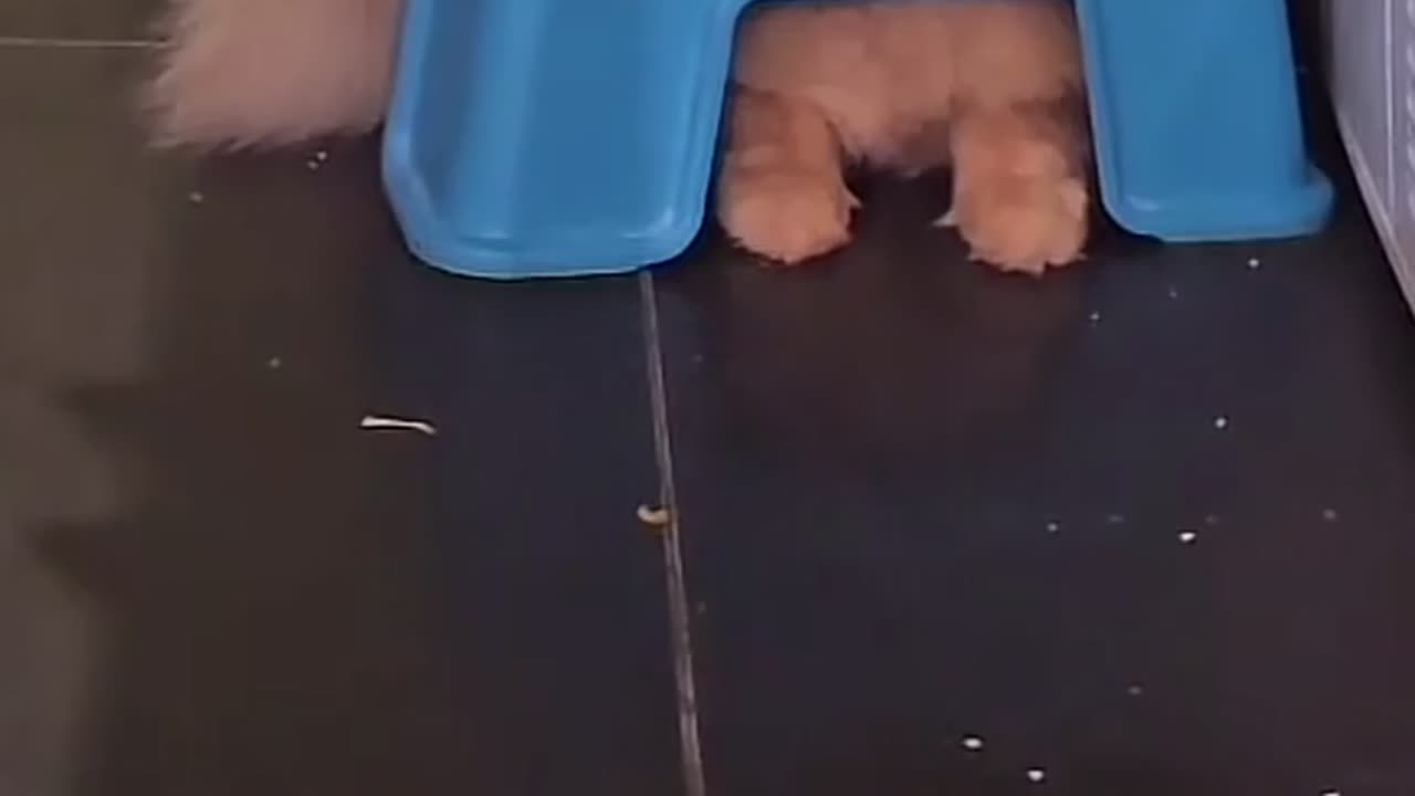 😂🙈 You Won't Believe This Epic Hide Fail! | FunFM
