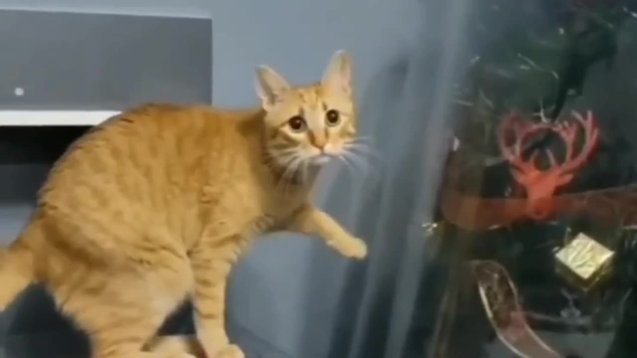 🐾😂 Funny Cats & Dogs Reactions | Heart-Melting Moments!