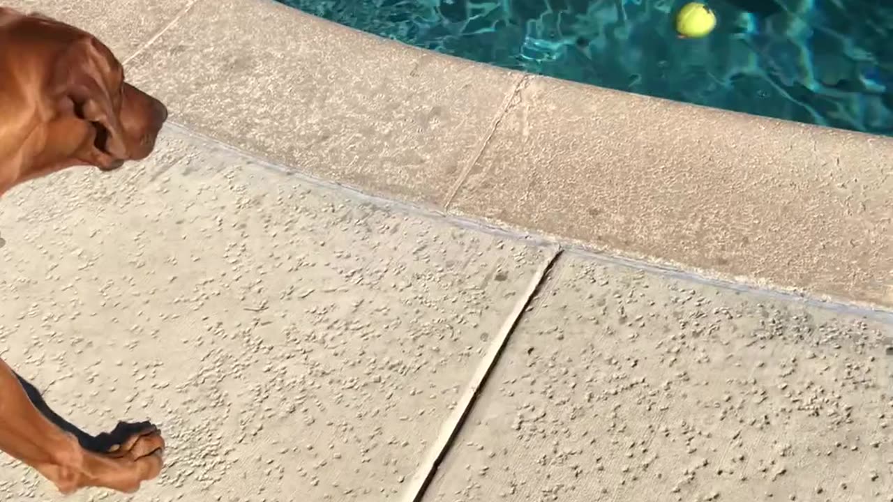 Dog’s ball falls in the pool
