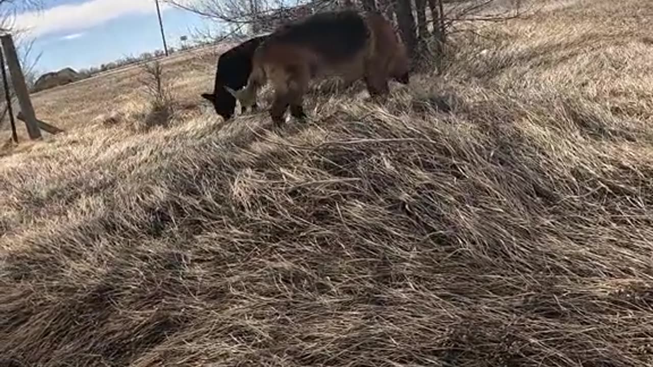 🌞Dog🐕Life❤️