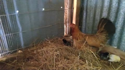 Broody and Chicks