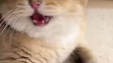 When you have angry cat and zero regrets