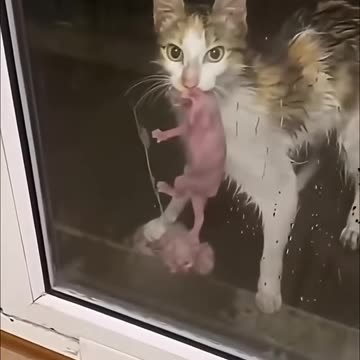 Mom want to save her baby from hurraicane