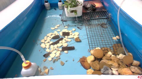 Tired of the same streams all over again? Look at some turtle instead!