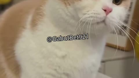 funny cut