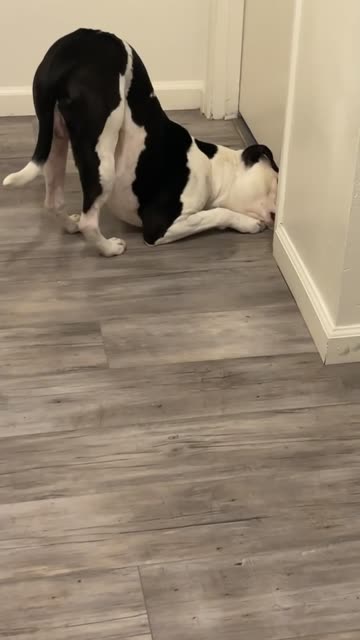 Nosey Pitbull Peeks Under Door