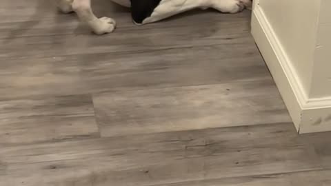 Nosey Pitbull Peeks Under Door