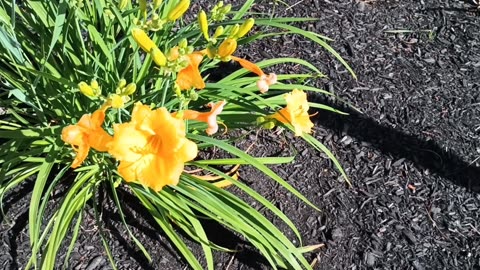 Daylilies