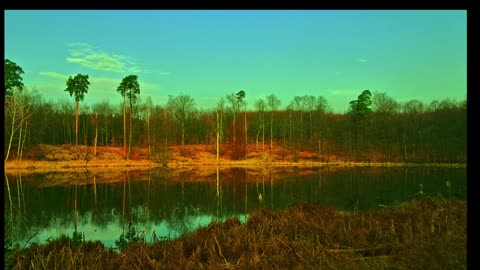 24/7 Relaxation Live: Nature Calms Stress (Authentic Sounds)