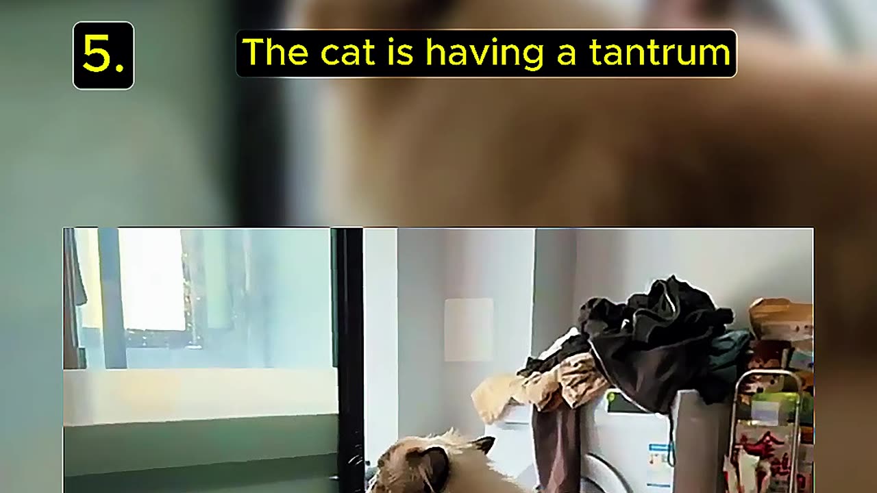 Top Random Funny Cat Video
