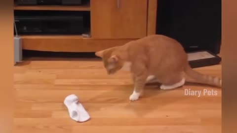 Funniest Animals 2024 🤣😅 New Funny Cats and Dogs Videos 😸🐶 Part