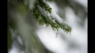 Lord Winter - Evergreen