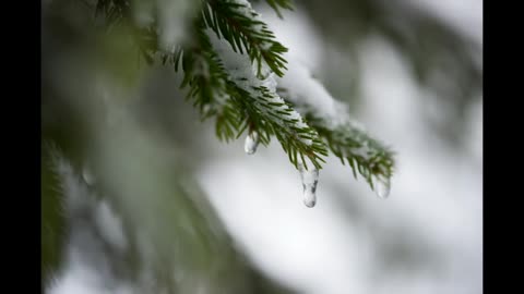 Lord Winter - Evergreen