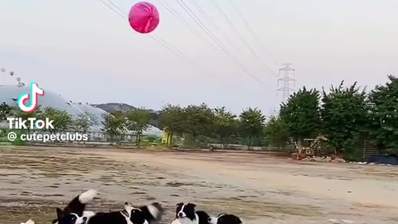Video funny