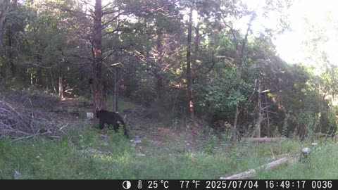Baby Black Bear