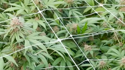 SCROG Cannabis Cultivation Guide