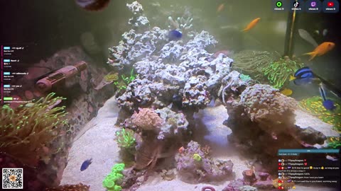 24/7 Real Live Reef Stream
