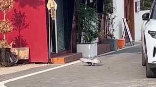 🤣🐦 You Won't Believe This Fat Pigeon Struggle! | FunFM