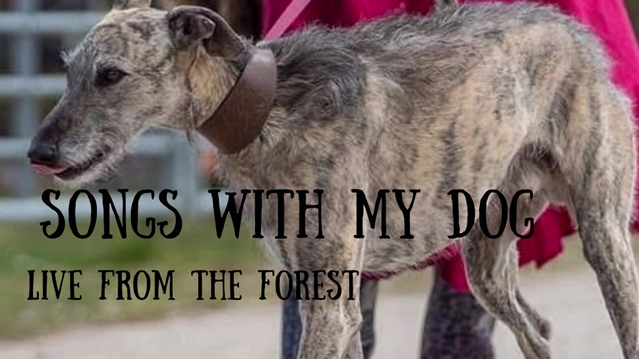 Songs With My Dog (live recordings while out wandering))