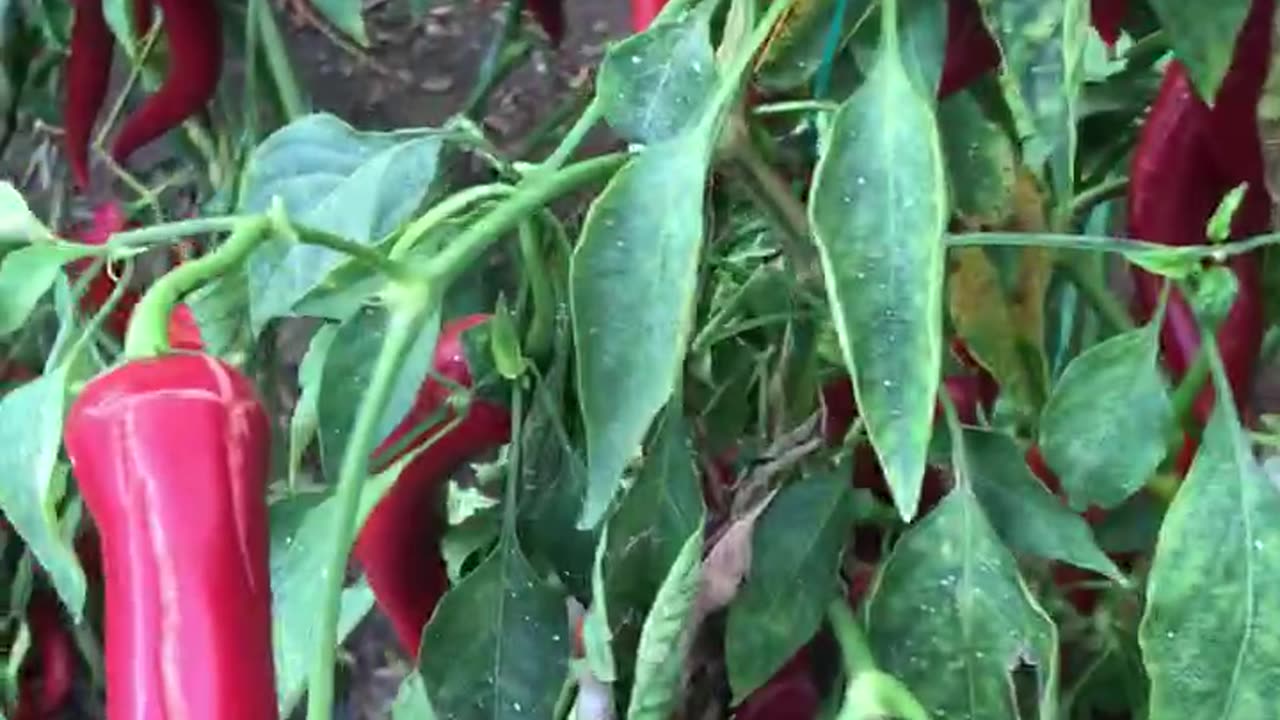 Peppers grown for pepper powder