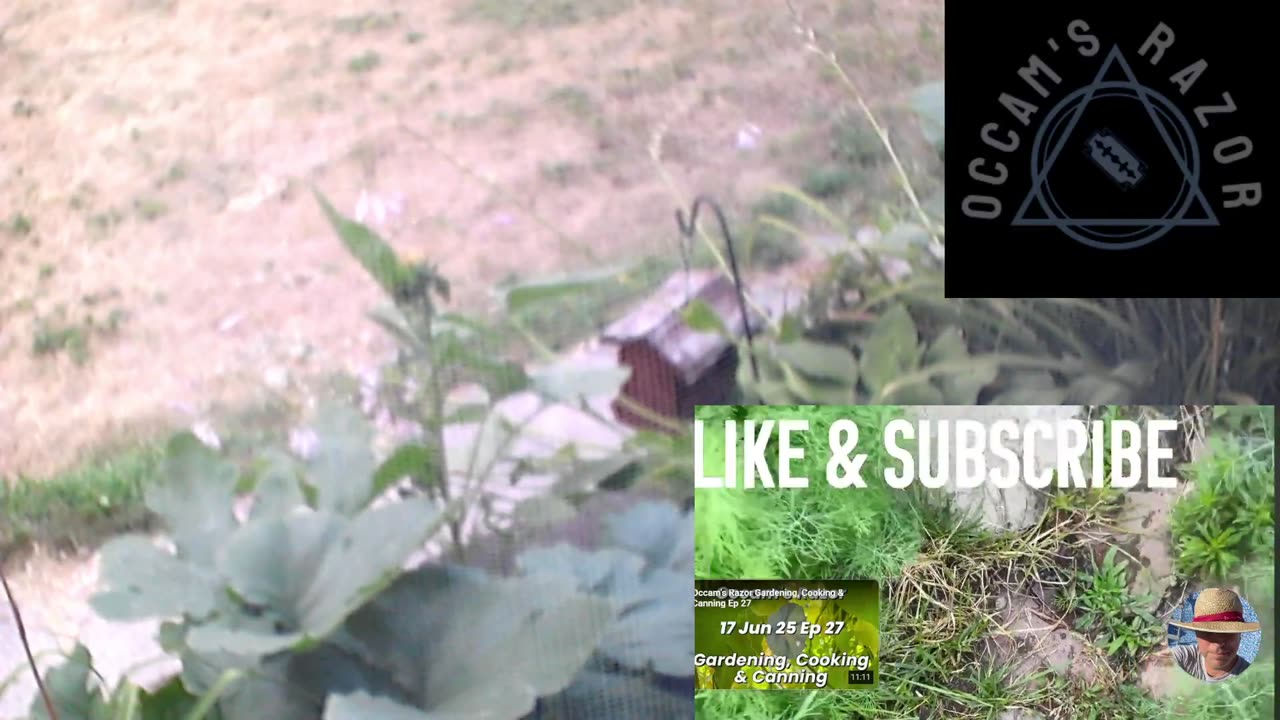 Butch the Sunflower