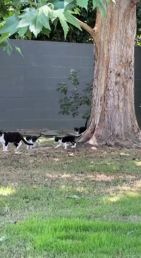 Mama with cloned babies 😊