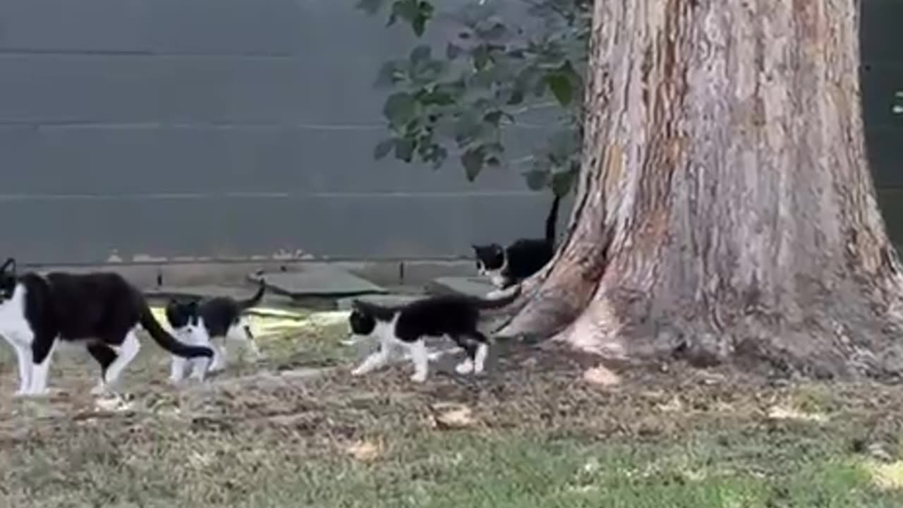 Mama with cloned babies 😊