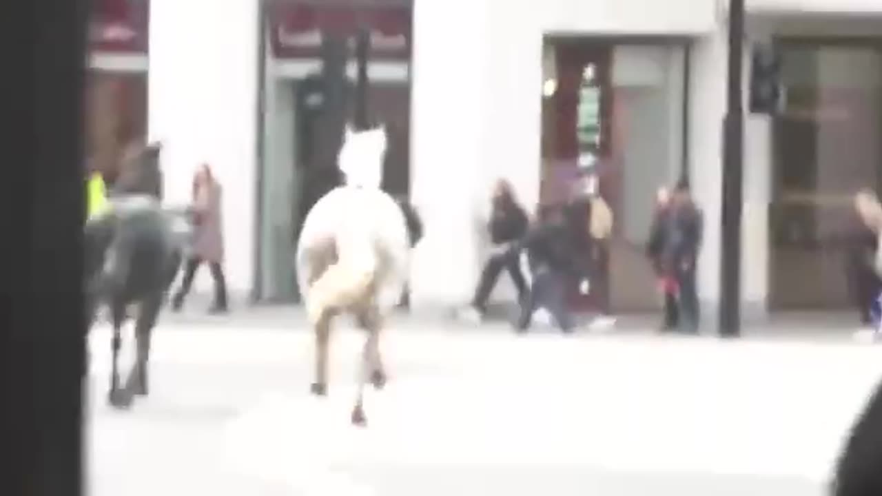 Riderless horses are galloping around London 24-04-2024