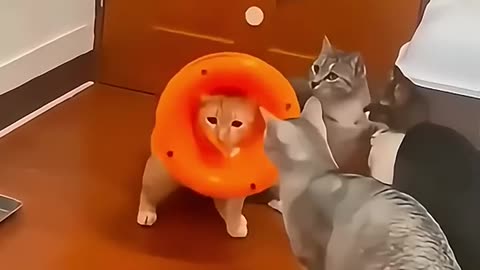 crazy cats compilation 😂🐱 funniest cats ever you wont stop laughing