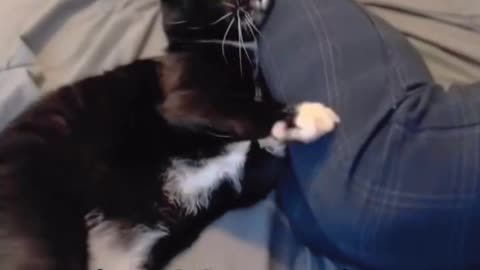 Hilarious Cats 2025: The Ultimate Meow Madness Compilation
