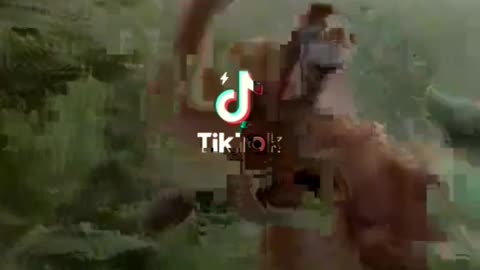 Funny Cute Animals Videos