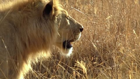 Wildest Survival | Social Animals