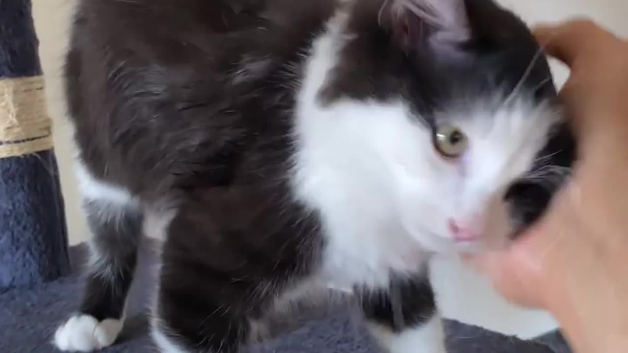 funny animals