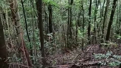 😂🎢 This Animal's Excited 'Weeeee' Moment Will Crack You Up! | FunFM