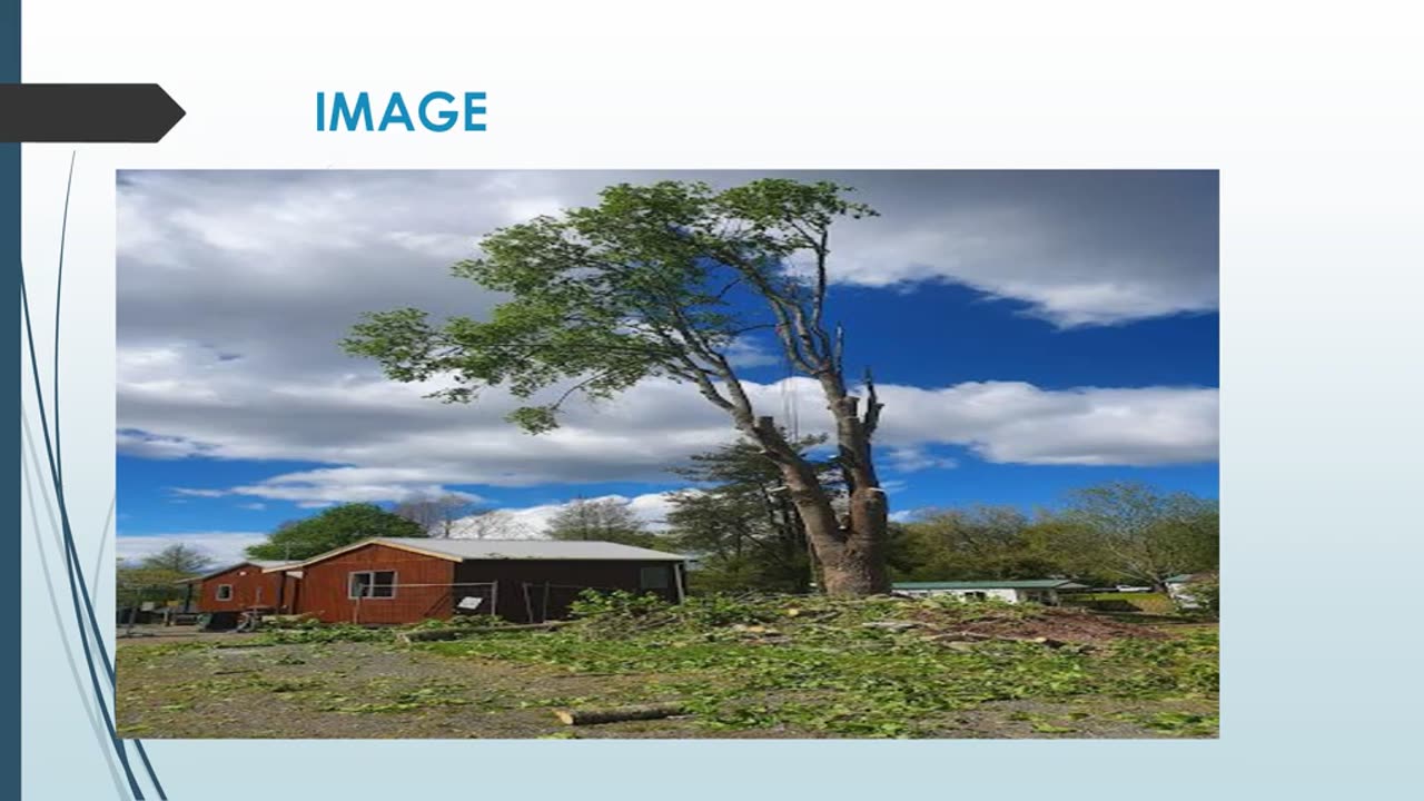 Tree removal in Glenholme