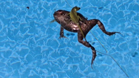Lizard Surfing on a Toad Float