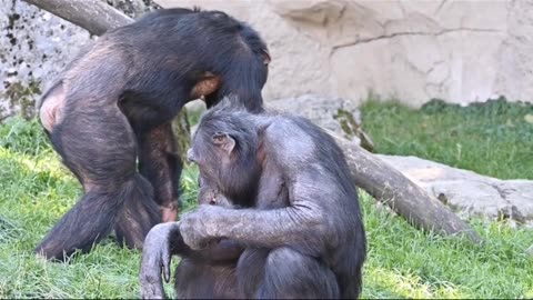 Humans share DNA with chimpanzees