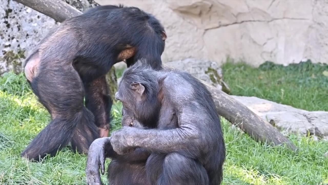 Humans share DNA with chimpanzees