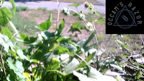 Butch the Sunflower
